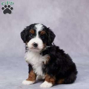 Drake, Mini Bernedoodle Puppy